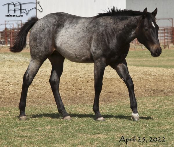 Graves Blue Spark's 2021 Roan Colt